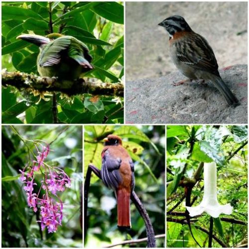 Santuario Fauna Flora Otun Quimbaya Ucumari (15) - copia